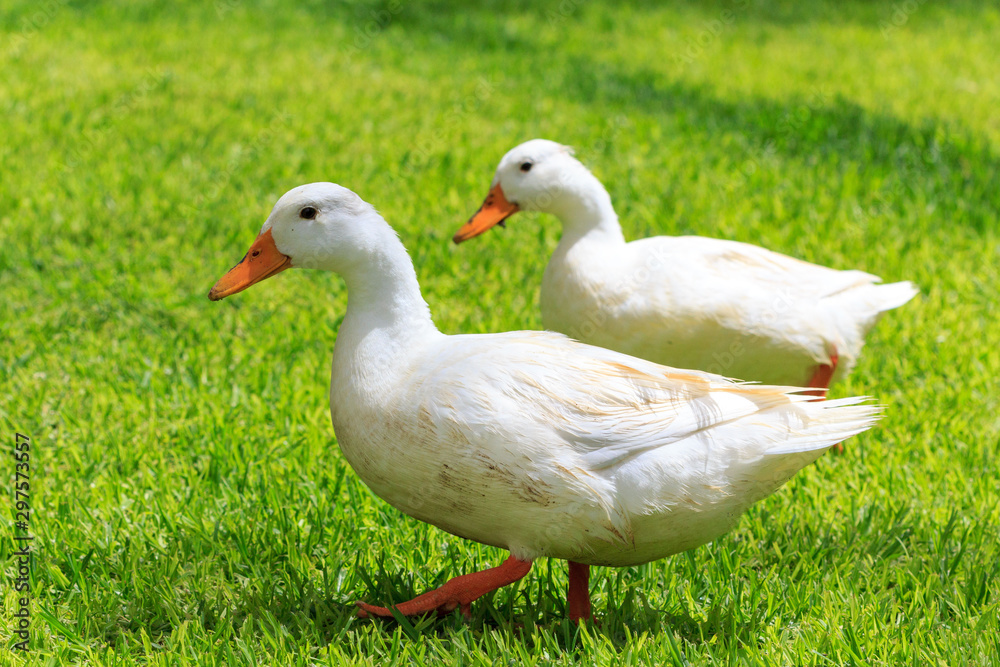 Two domestic geese walking on a meadow Two domestic geese walking on a meadow