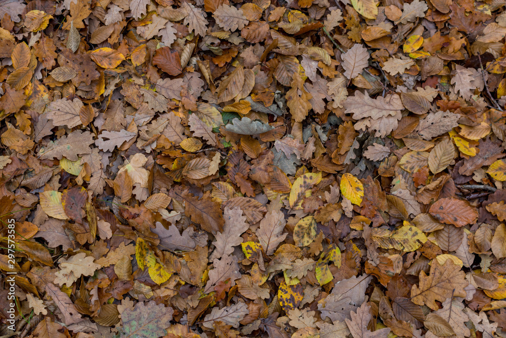brown and yellow autumn leaves on the ground