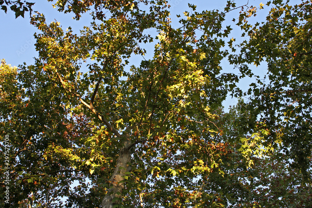 Trees with branches and autumn leaves