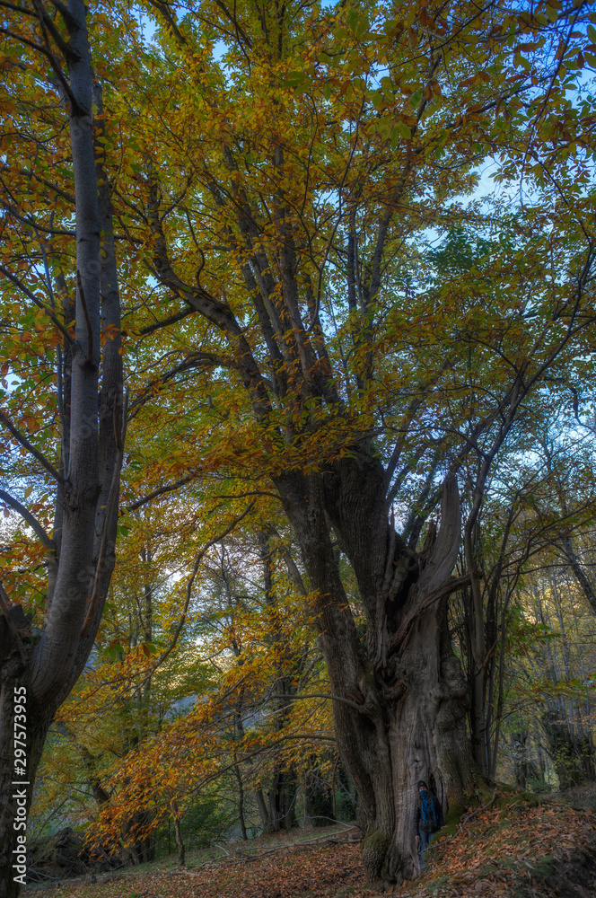 Obraz premium Castiñeiro