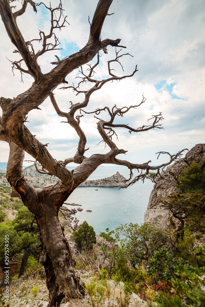 Withered pine on the background of the sea bay