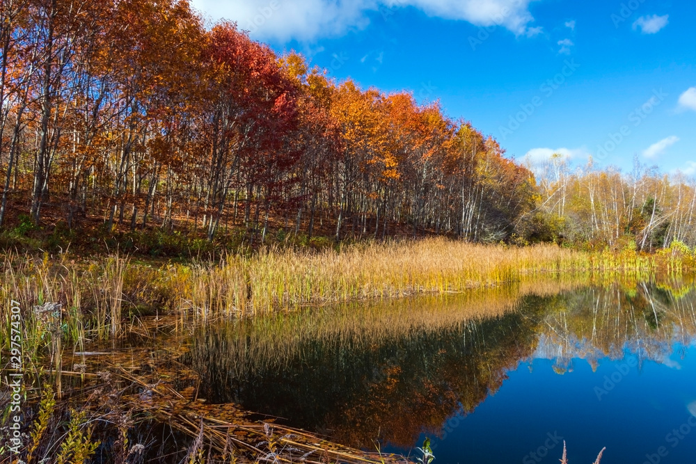 Fototapeta premium autumn landscape with lake and trees