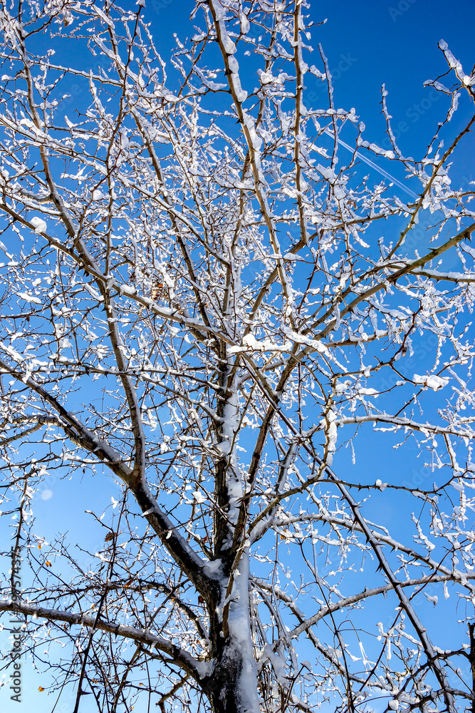 Frozen tree in winter ice at the blue sky. Vertical view Frozen tree in winter ice at the blue sky. Vertical view