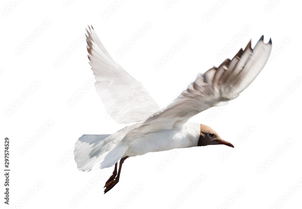Obraz premium black head gull fly on white