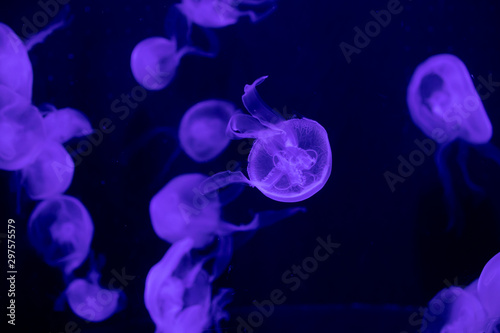 水族館のミズクラゲ © pomupomu
