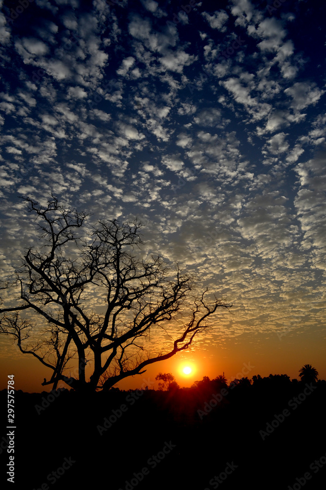 tree in sunset tree in sunset