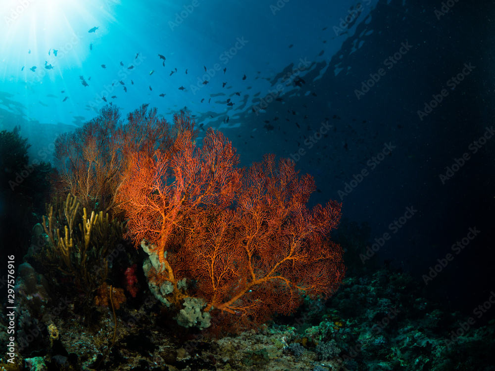 Fototapeta premium Rote Koralle im Sonnenlicht und Blauwasser