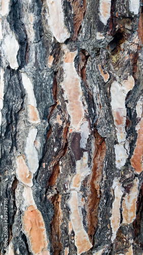  embossed pine bark macro texture