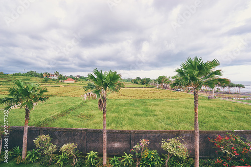A wall with beautiful flowers and palm trees behind a rice farm near the beach with houses nearby.