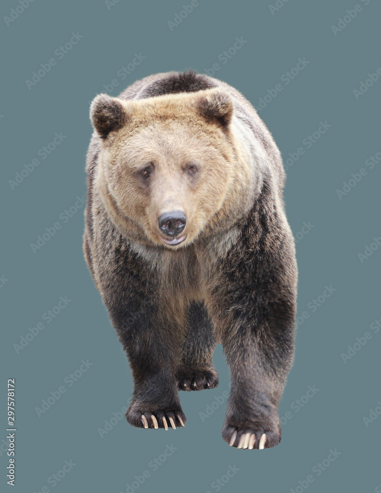 Fototapeta premium Brown bear on an isolated background.