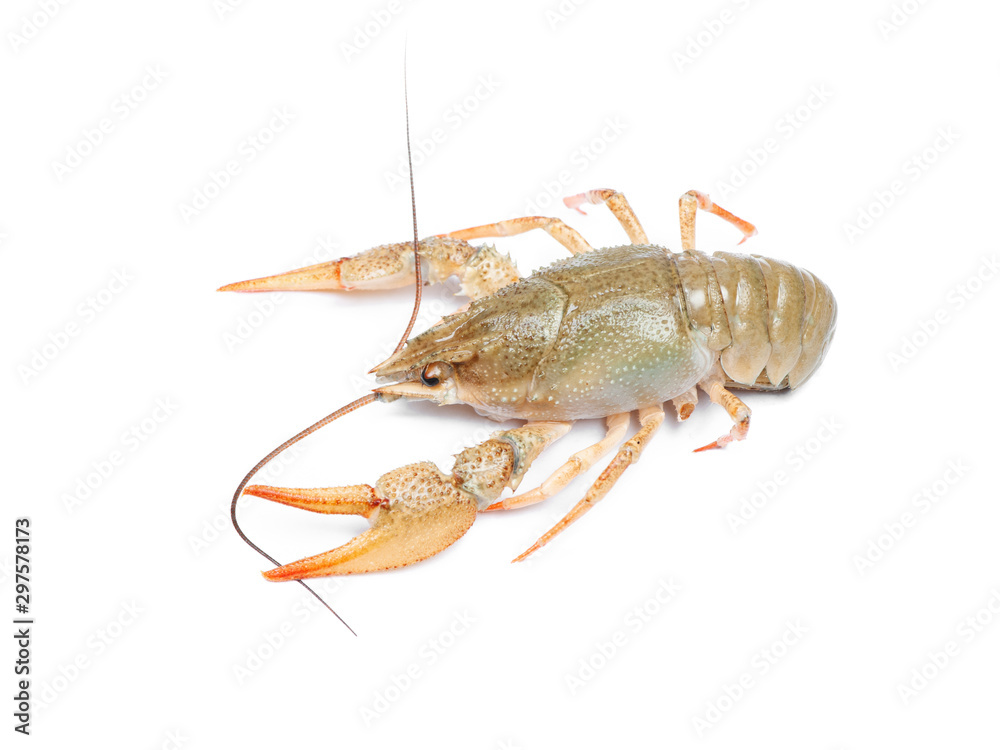 Crawfish isolated on white background Crawfish isolated on white background
