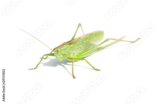 Big grasshopper isolated