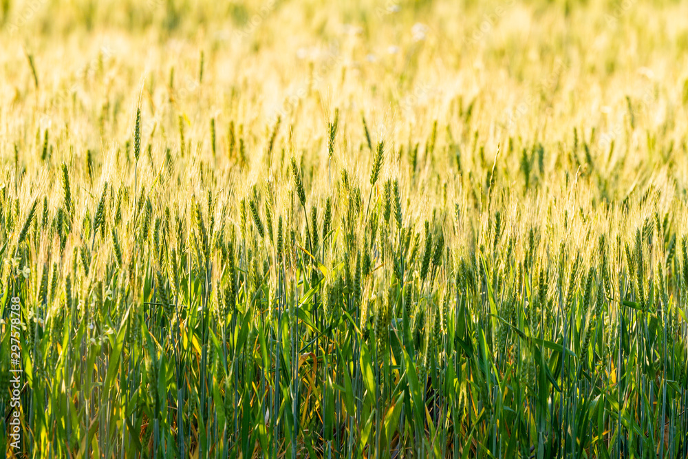Close up Green and gold colours of wheat growing in a paddock, Quairading, Australia