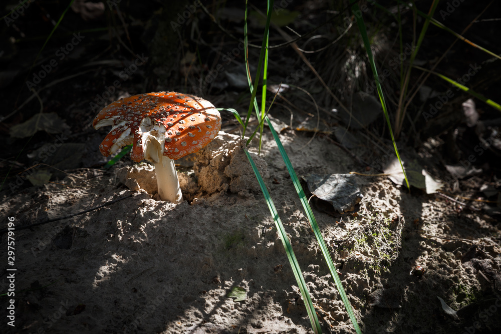 Poisonous Spotted Mushrooms in Magical Green Forest Poisonous Spotted Mushrooms in Magical Green Forest