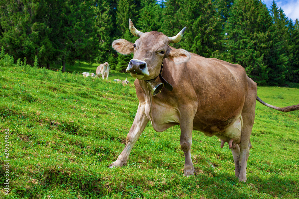 Kuh - Allgäu - Hörner - Dynamik - Bewegung Kuh - Allgäu - Hörner - Dynamik - Bewegung