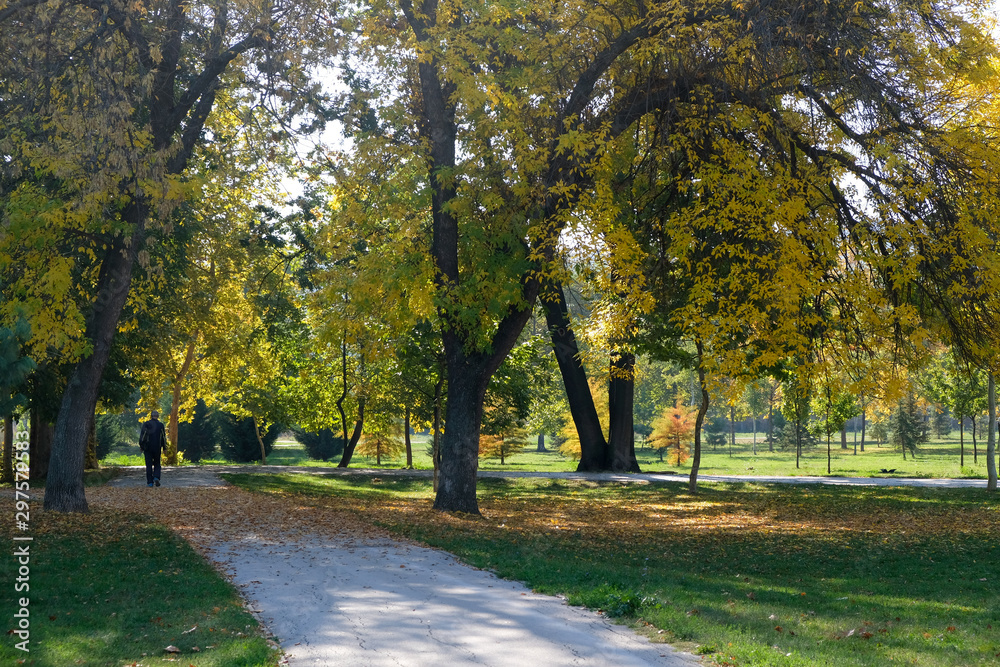 Trees with autumn leaves in park landscape