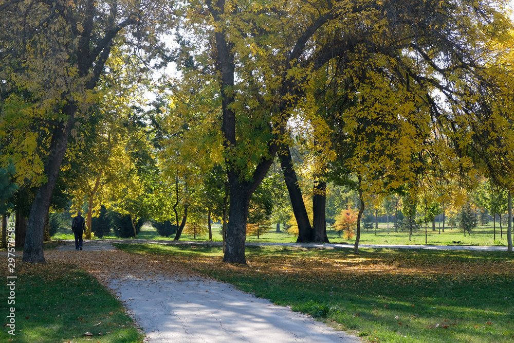 Fototapeta premium Drzewa z jesiennych liści w krajobrazie parku