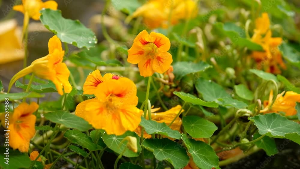 Beautiful yellow nasturtium flowers blooming in the graden on a rainy day in October in Germany Beautiful yellow nasturtium flowers blooming in the graden on a rainy day in October in Germany