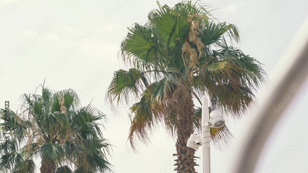 Beautiful palm trees on the beaches of Mallorca or Ibiza. Palm trees on the balearic islands in Spain Beautiful palm trees on the beaches of Mallorca or Ibiza. Palm trees on the balearic islands in Spain