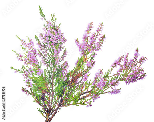 large pink blossoming heather branch on white