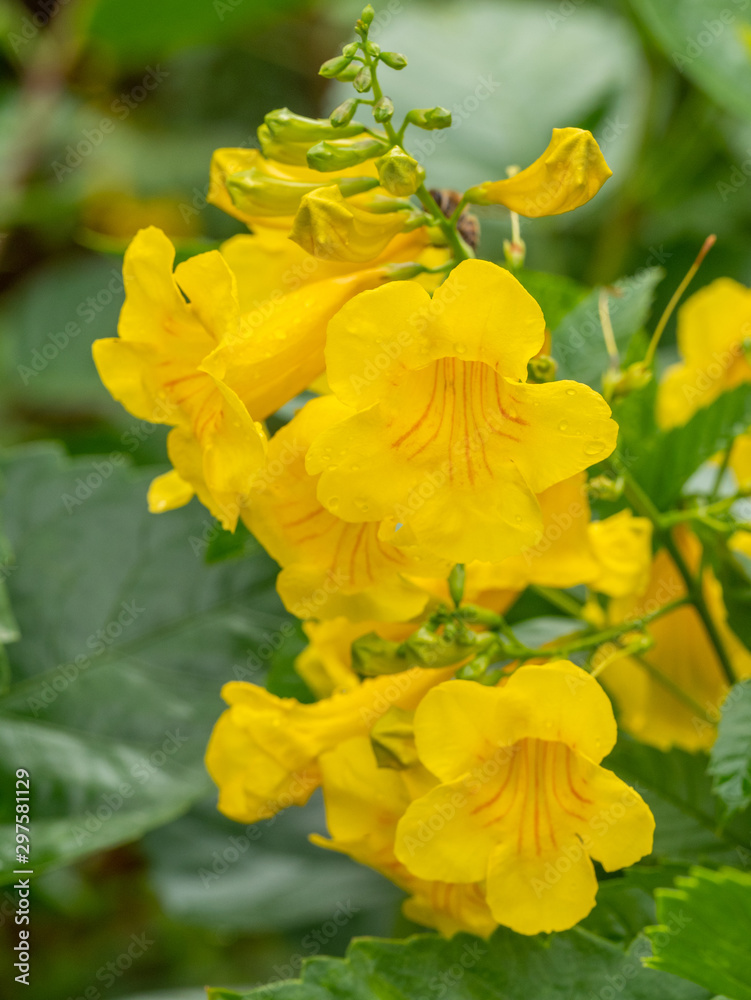 Magnoliophyta, Angiospermae Gold Yellow trumpet flower, ellow elder. Trumpetbush