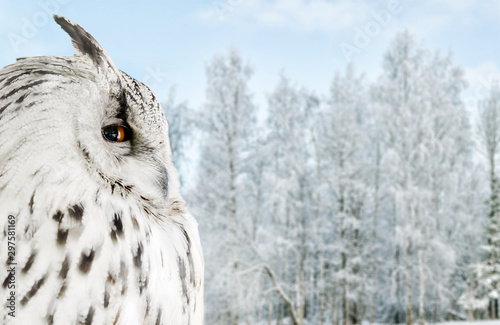 white owl on winter birches background