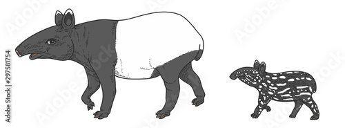 illustration of Tapir.