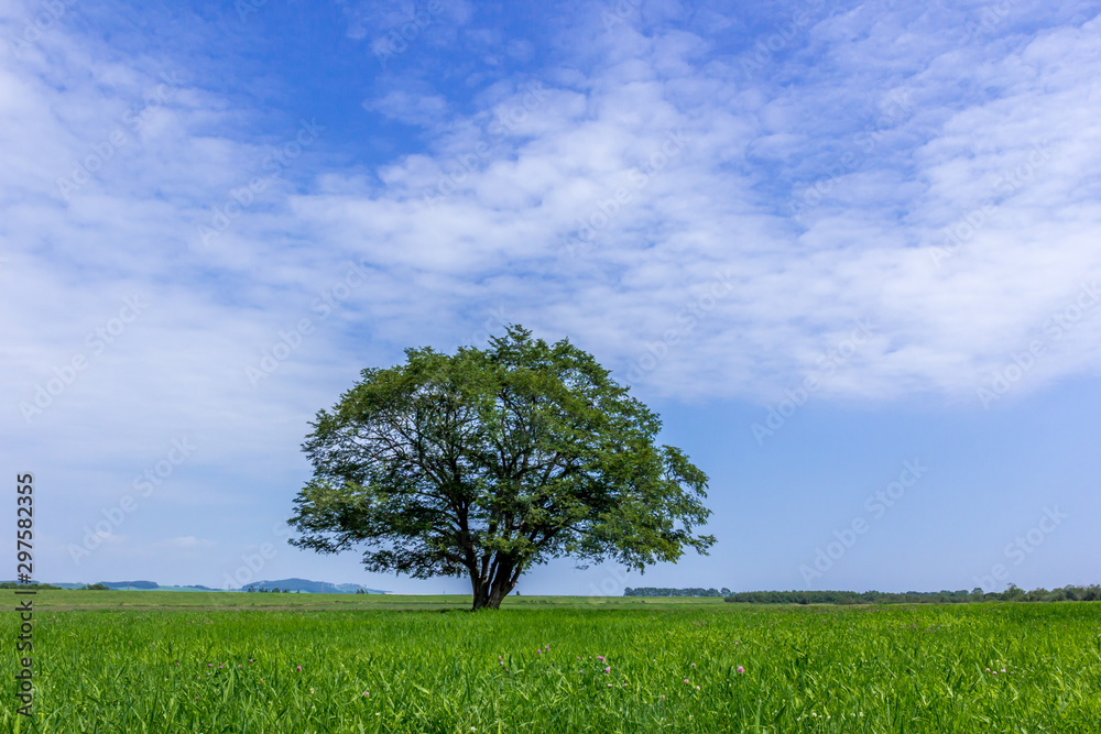 Obraz premium 寄り添う2本の木 ハルニレ