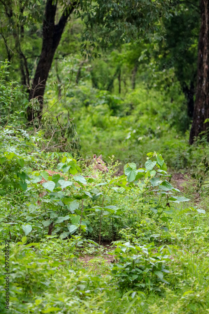 Deer hiding in the wild landscape of the Chitwan National Park, Nepal Deer hiding in the wild landscape of the Chitwan National Park, Nepal