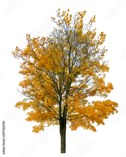 bright gold fall maple cutout on white