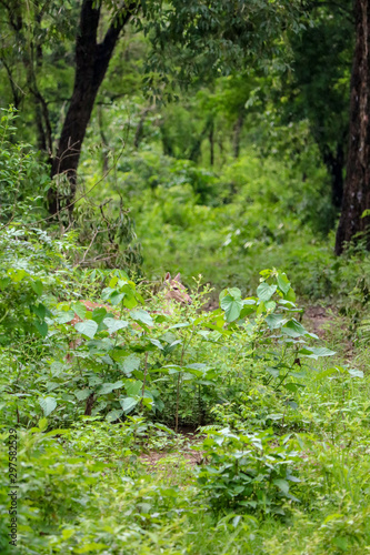 Fototapeta Naklejka Na Ścianę i Meble -  Deer hiding in the wild landscape of the Chitwan National Park, Nepal