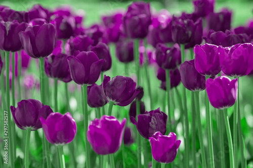 background with dark violet tulips flowers