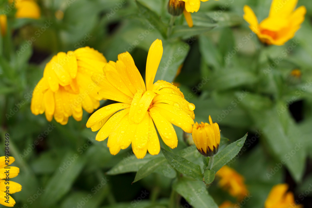 the yellow flower covered itself with a petal from the raindrops