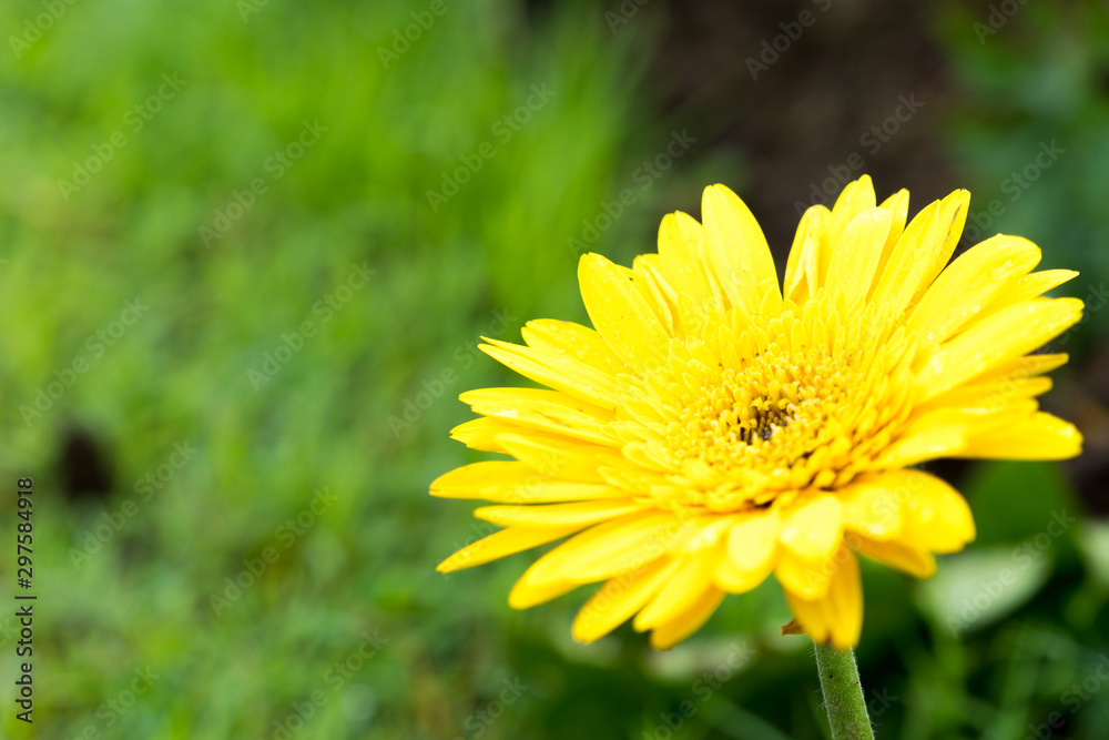 Yellow daisy flower in garden.