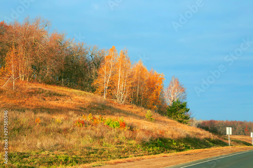 Autumn bright colorful landscape in the park. Forest along the road, birch trees in yellow golden sunshine on a warm October day in the morning against a cloudy blue sky