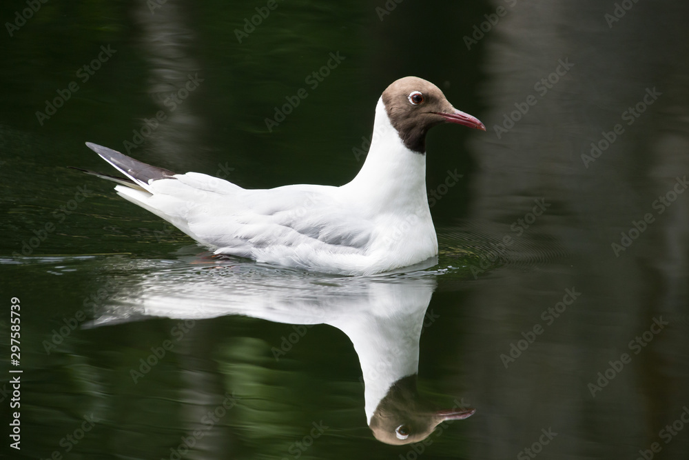 Black-headed gull swims in dark water with mirror reflection