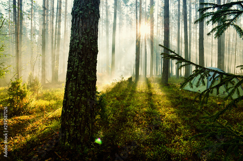 morning in the autumn forest. The rays of the sun make their way through the trees. camping trip