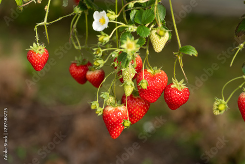 Strawberries ripening on a on a table top system and ready for harvesting.