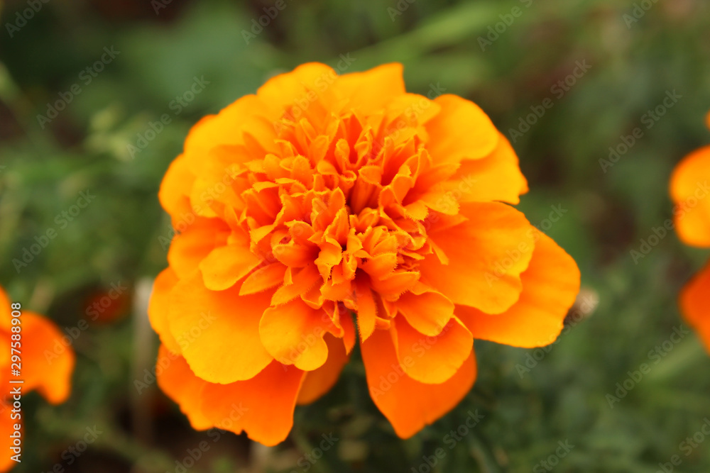 Blooming orange french marigold head Blooming orange french marigold head