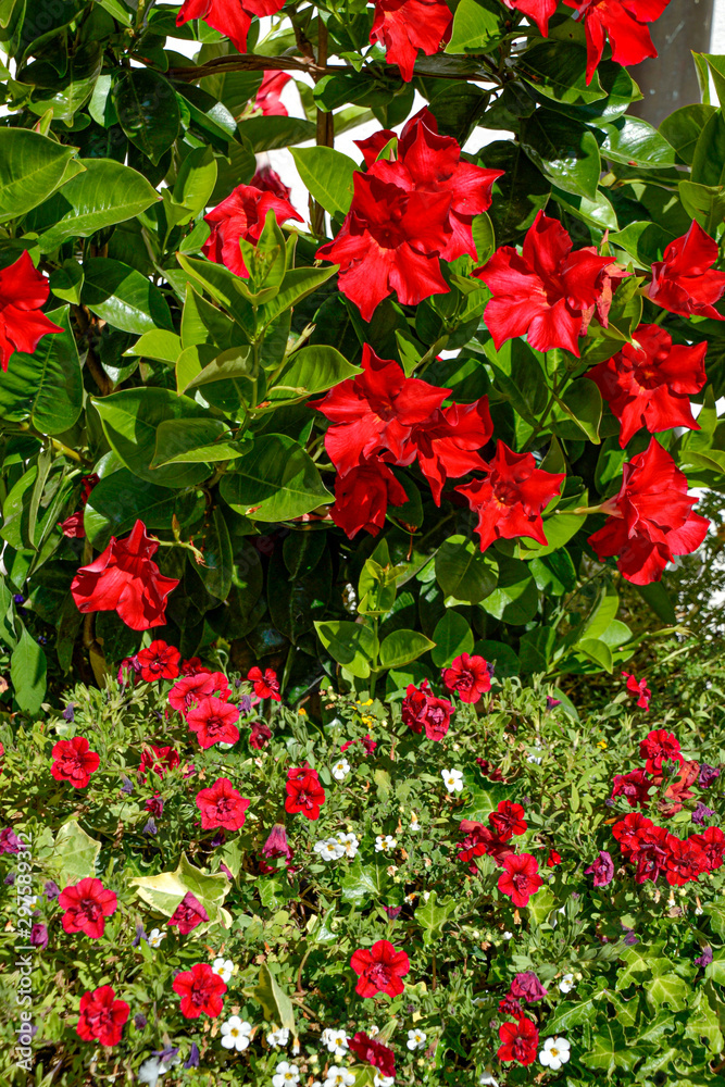 perennierende Pflanze, auch perenne Pflanze oder Perenne, / Pflanze rot / Bl, auch perenne Pflanze oder Perenne, / Pflanze rot / Blume Rot / garten / Paradies