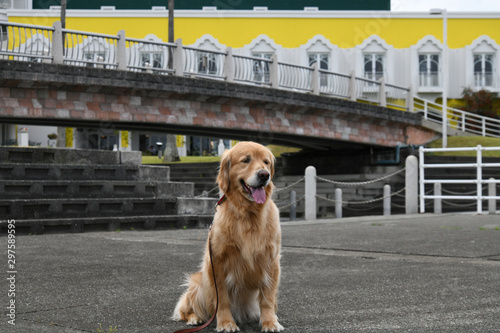 ゴールデンレトリーバー