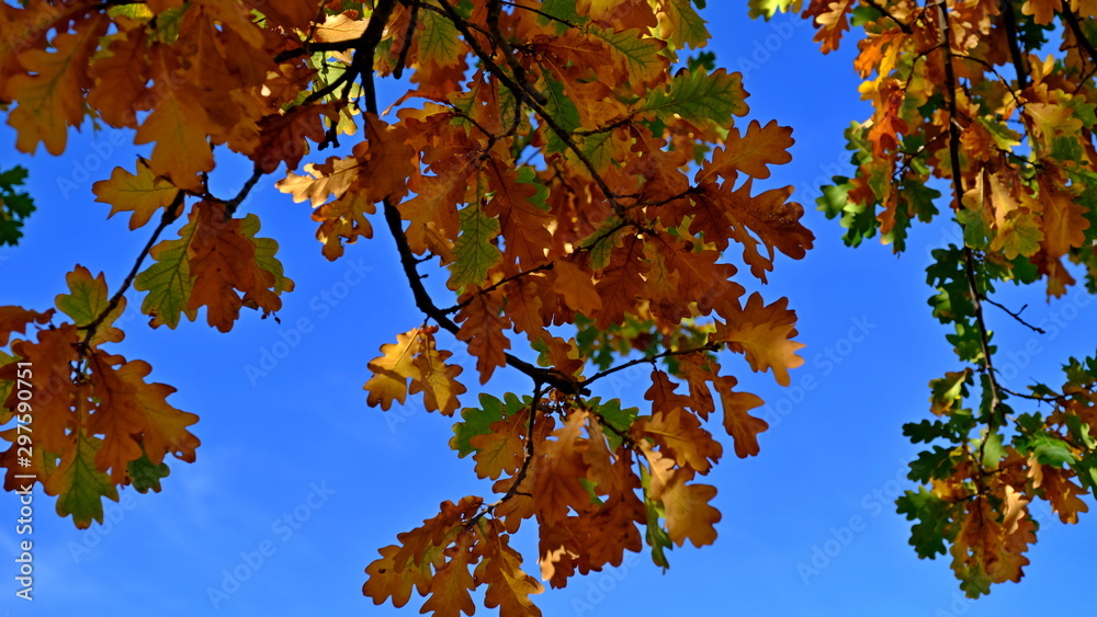 Oak branches with yellow leaves. Autumn background for the designer Oak branches with yellow leaves. Autumn background for the designer