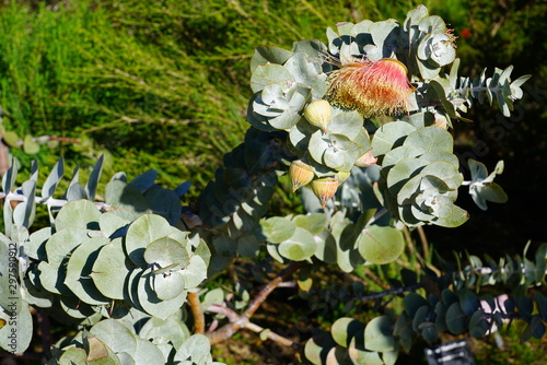 View of a Rose Mallee eucalyptus flower in Australia photo