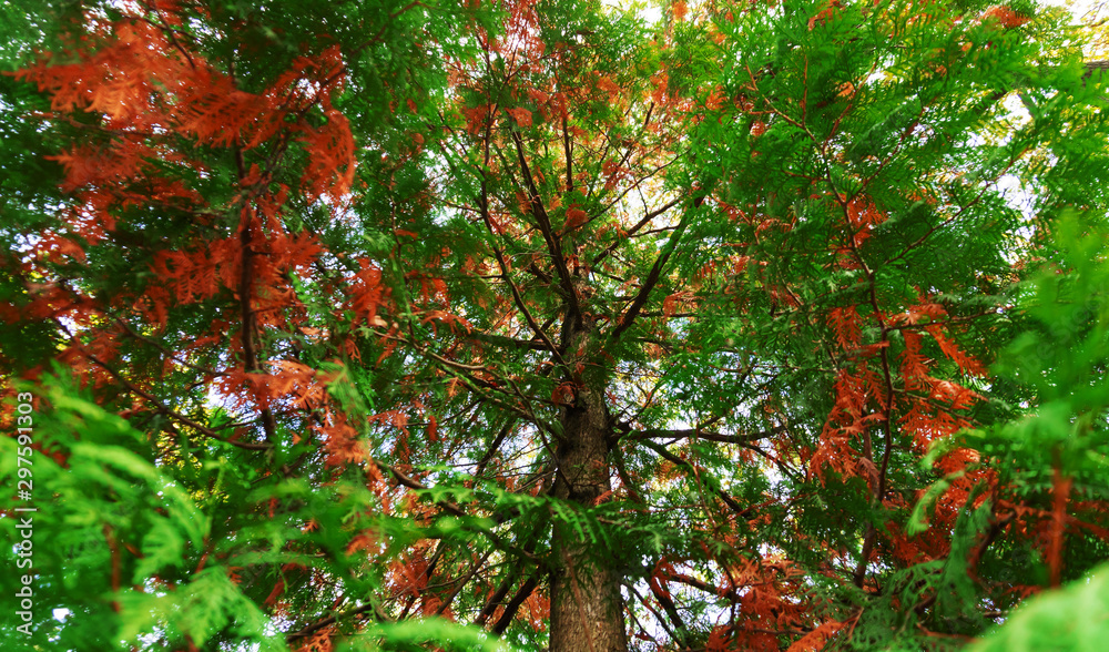 Autumn landscape. Close-up of a tree with colorful foliage in the autumn forest Autumn landscape. Close-up of a tree with colorful foliage in the autumn forest