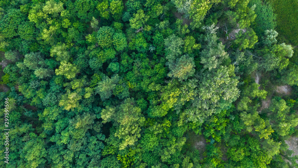 Aerial top-down view of the drone on the green forest in summer sunny day. Natural foliage background.