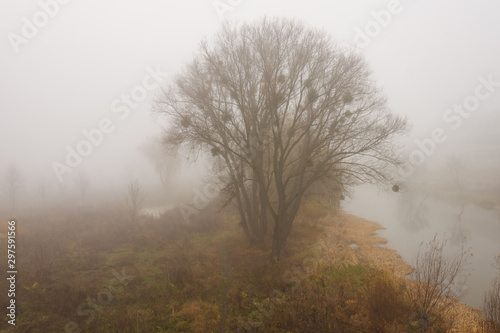 Trees in the fog over the river. Thick fog over the river. Autumn landscape