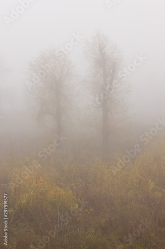 The trees in the park are covered with thick fog. Autumn landscape with fog