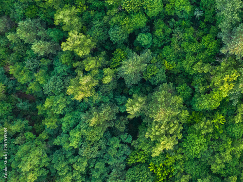 Aerial view of summer forest on a sunny day. Natural green foliage background. Drone photo of wild nature.