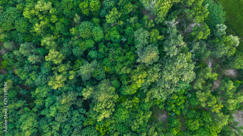 Aerial top-down view of the drone on the green forest in summer sunny day. Natural foliage background.