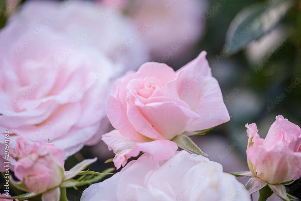 rose / cultivars / La Mariée / ラマリエ rose / cultivars / La Mariée / ラマリエ